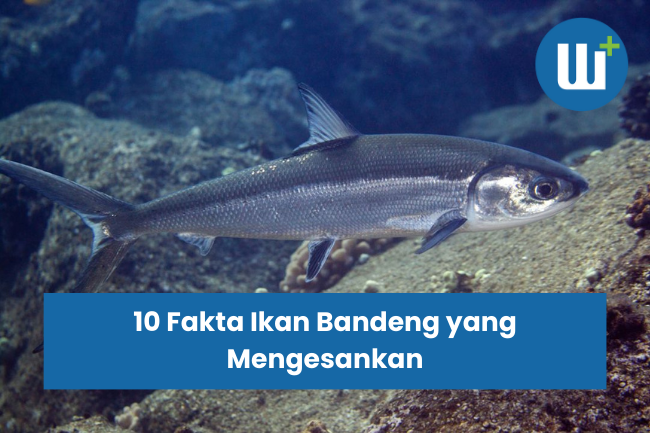 10 Fakta Ikan Bandeng yang Mengesankan